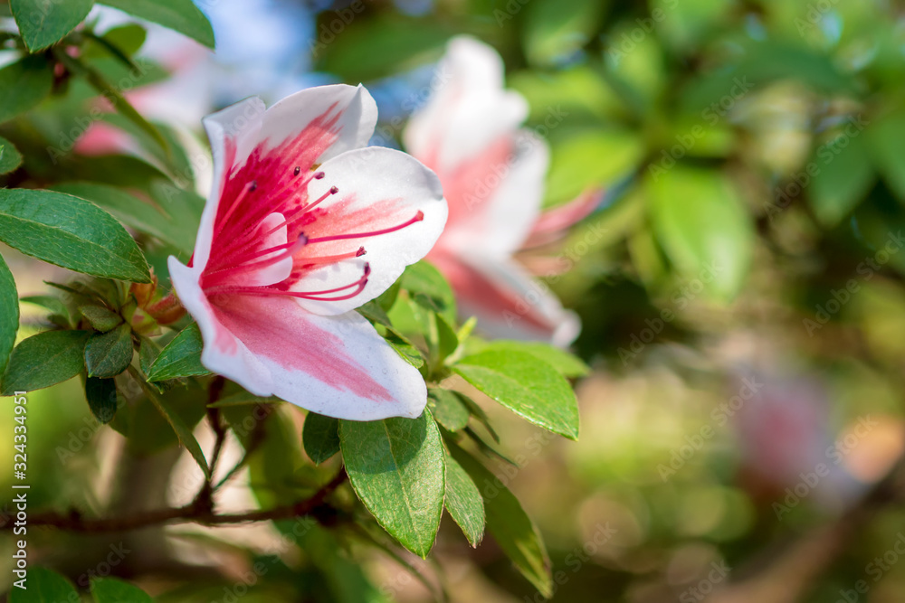 Fototapeta premium Red spring flowers with blurred background