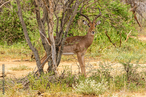 Antilope