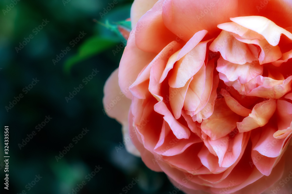 Pink rose in the garden