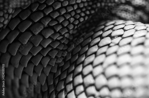 black and white professional close up portrait of the details of an Iguana. Macro  photo