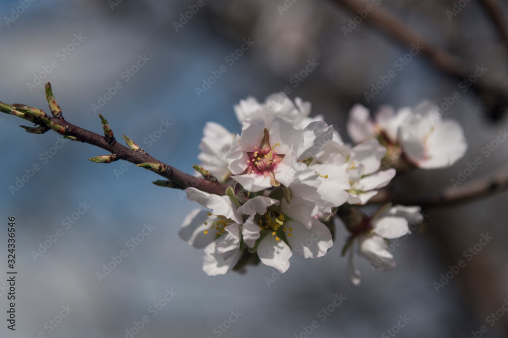 sweet blossoms almond tree and blurry blackground sweet blossoms almond tree and blurry blackground