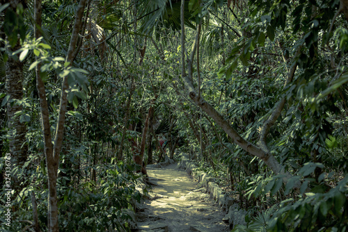 Mexican Jungle View  Green foliage