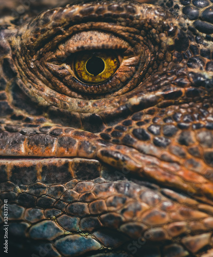 Macro Close up of Iguana  Iguana is a genus of herbivorous lizards that are native to tropical areas of Mexico  Central America  South America  and the Caribbean