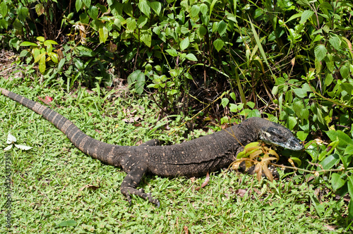 Lace Monitor or Lace Goanna lizard Coffs Harbour region, NSW Australia