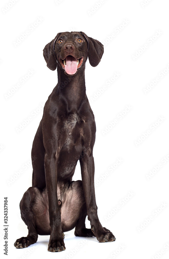 dog watching a breed of Kurzhaar on a white background