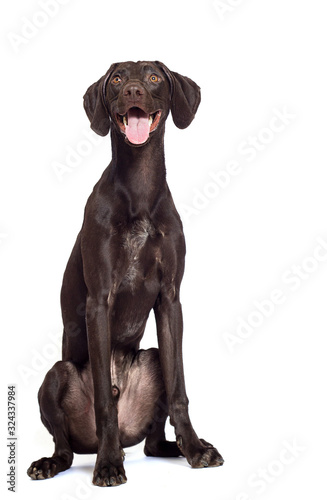 dog watching a breed of Kurzhaar on a white background