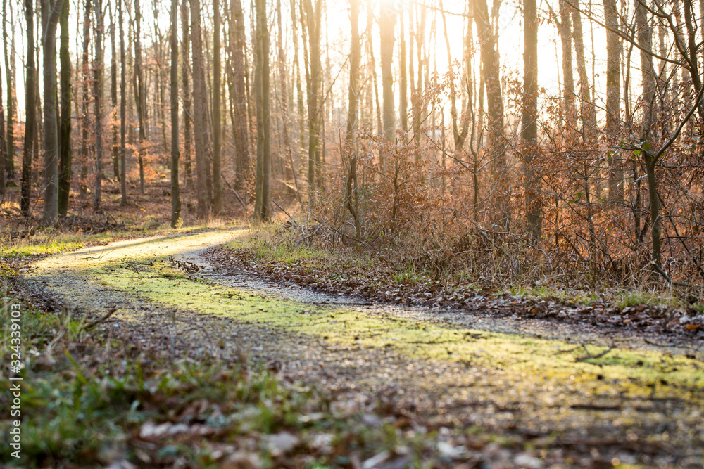 Obraz premium Waldweg im Winter 