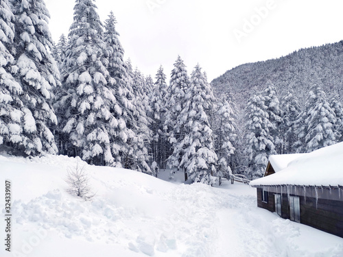 Wooden house  trees with snow in Japan mountains