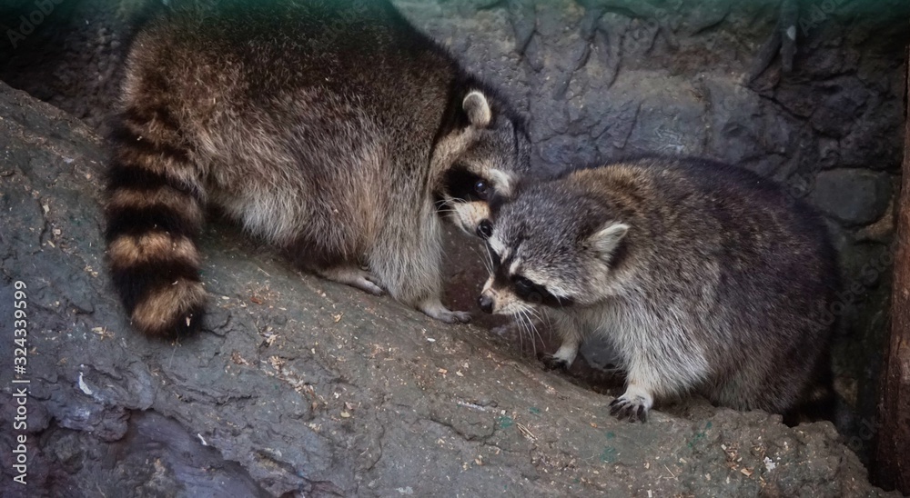 Two raccoons are sitting on a log and sniffing each other. Two raccoons are sitting on a log and sniffing each other.