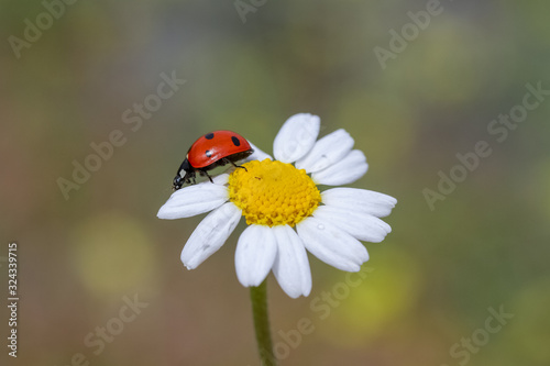 The ladybird creeps on a camomile flower