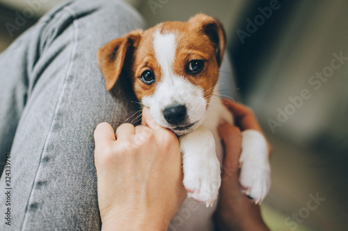 Adorable puppy Jack Russell Terrier in the owner's hands.