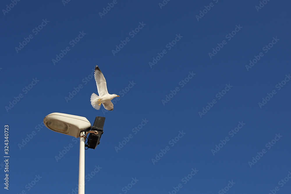 White seagull on a background of the blue sky. White seagull on a background of the blue sky.