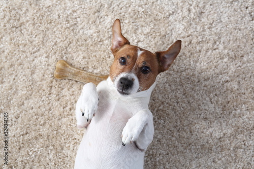 Jack Russell Terrier, portrait of a dog. White dog on a light background. Jack Russell Terrier, portrait of a dog.