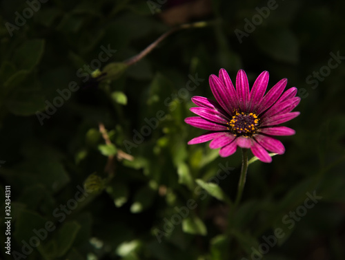 Macro photo of a little flower