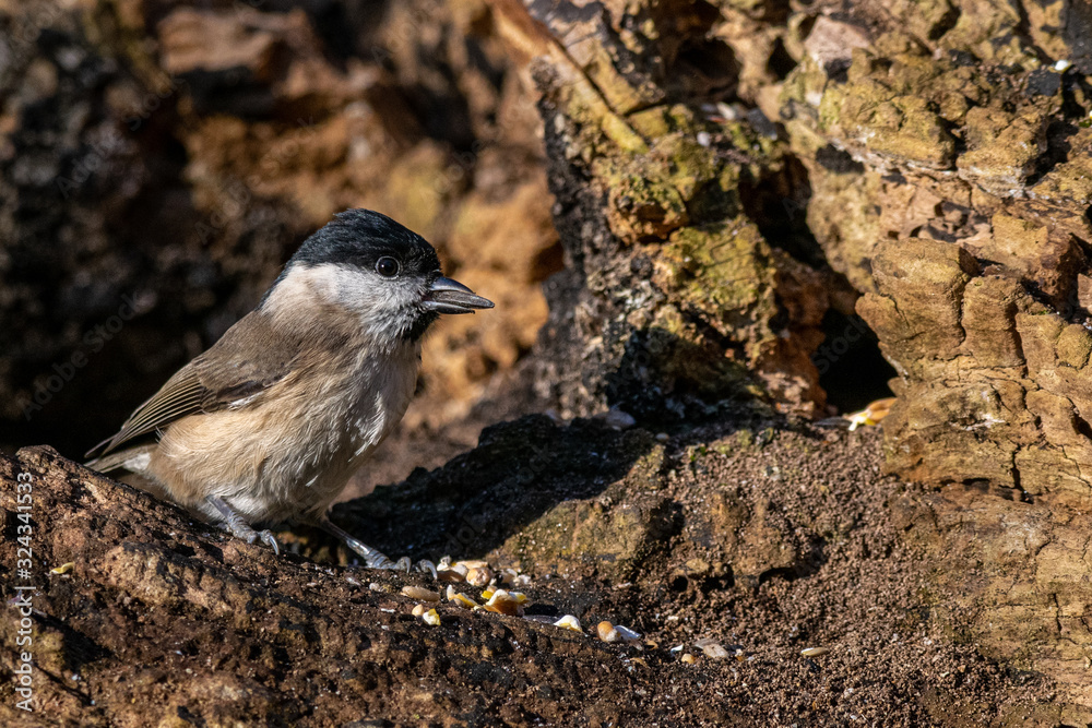 Obraz premium Marsh tit ( Poecile palustris) with seed in beak 