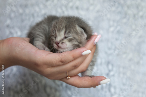  Newborn kitten in the hands of a girl.