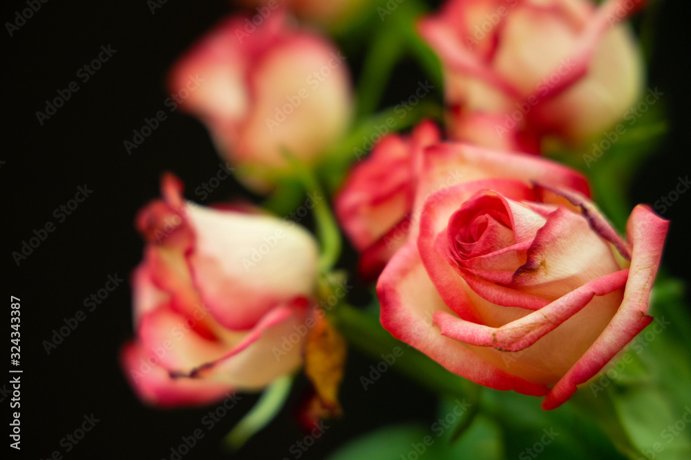 Fototapeta premium beautiful rose flower