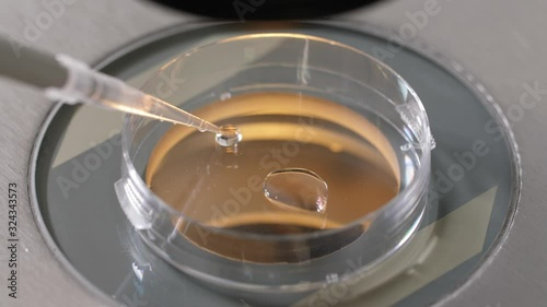 Close-up of laboratory manipulation, microbiologist placing drop of cryoprotectant under microscope during preparation for cryopreservation. Laboratory assistant working with pipette and petri dish