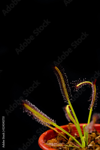 carnivorous plants on black background