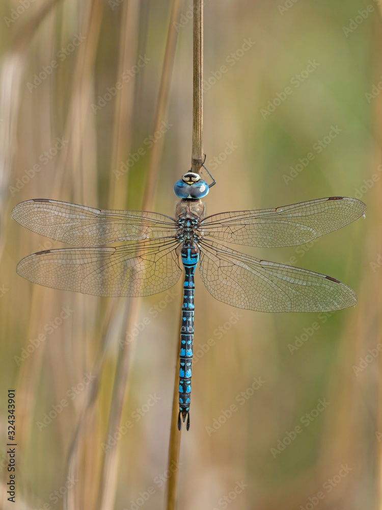 Aeshna affinis, the southern migrant hawker or blue-eyed hawker, is a dragonfly in the family Aeshnidae. Southern migrant hawker dragonfly - Aeshna affinis - male. Aeshna affinis, the southern migrant hawker or blue-eyed hawker, is a dragonfly in the family Aeshnidae. Southern migrant hawker dragonfly - Aeshna affinis - male.