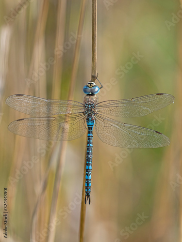 Aeshna affinis, the southern migrant hawker or blue-eyed hawker, is a dragonfly in the family Aeshnidae. Southern migrant hawker dragonfly - Aeshna affinis - male.