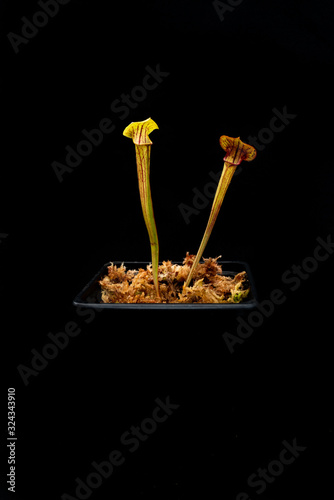 carnivorous plants on black background