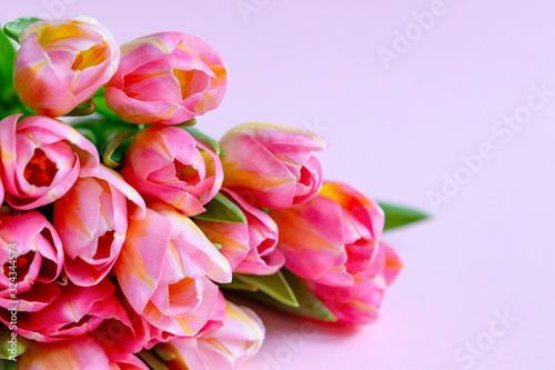 Pink tulip bouquet от the pink background