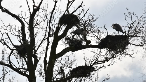 Grey herons (Ardea cinerea) breeding on nests in tree at heronry / heron rookery silhouetted against orange sky at sunset in spring photo