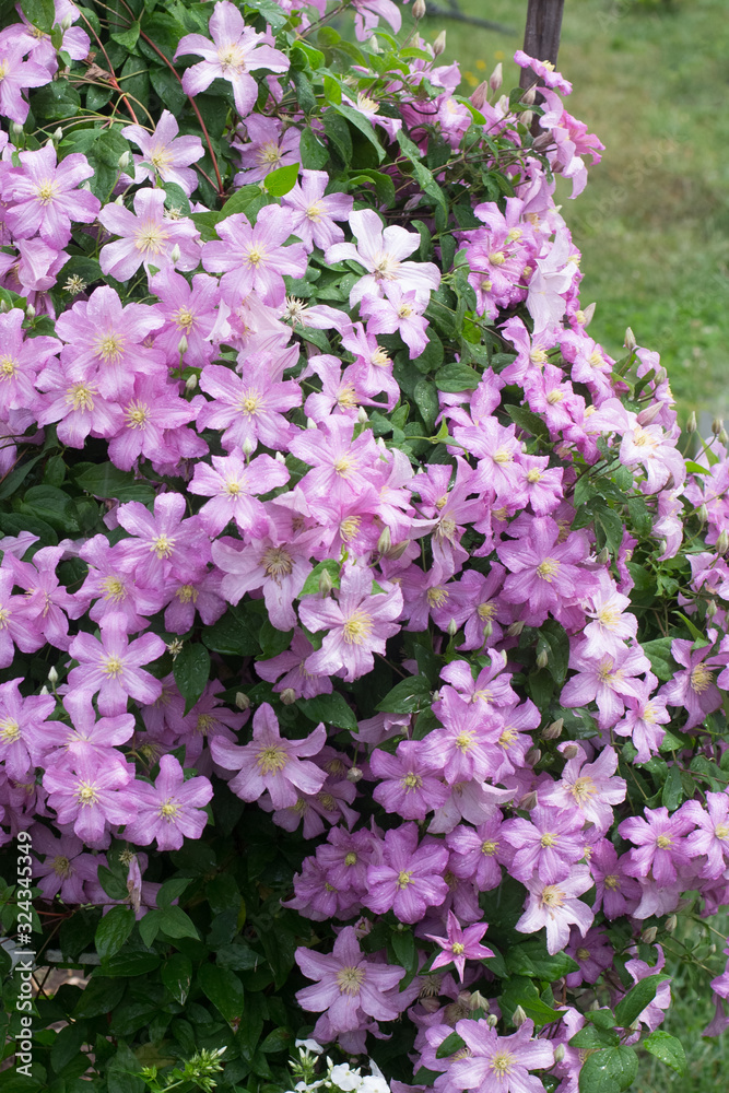 Pink clematis Comtesse de Bouchaud in garden Pink clematis Comtesse de Bouchaud in garden