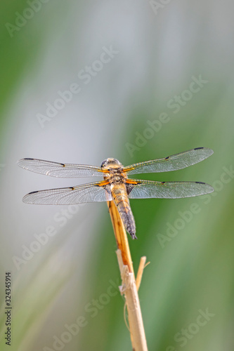 The four-spotted chaser (Libellula quadrimaculata), known in North America as the four-spotted skimmer, is a dragonfly of the family Libellulidae.