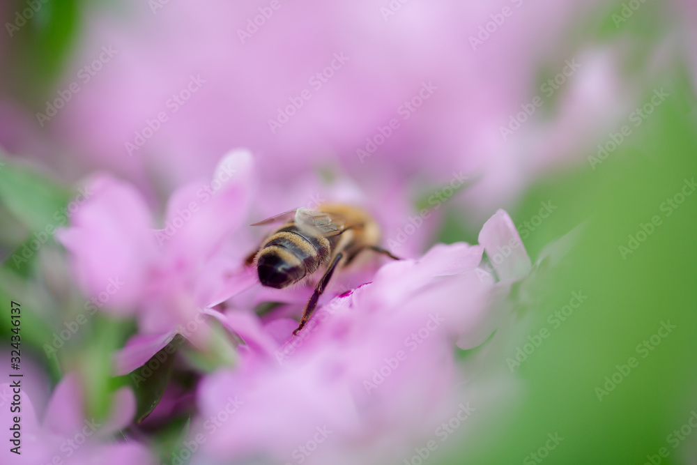 Honey bee collects nectar and pollen from Phlox subulata, creeping phlox, moss phlox, moss pink, or mountain phlox. Honey plant in summer on alpine flowerbed. Selective focus. Honey bee collects nectar and pollen from Phlox subulata, creeping phlox, moss phlox, moss pink, or mountain phlox. Honey plant in summer on alpine flowerbed. Selective focus.