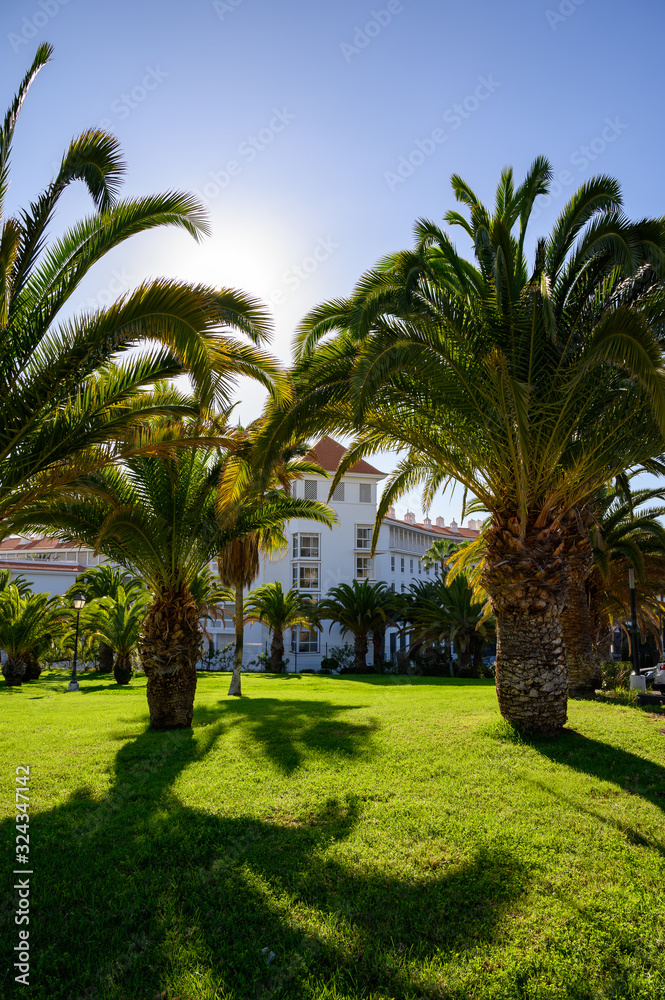 Green palm tree and blue sky