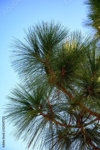 Soft long green needles of Canary pine tree close up