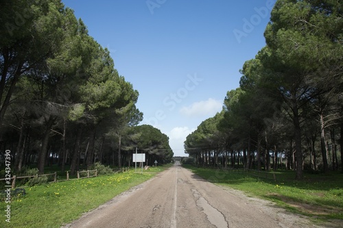 Strada su viale alberato