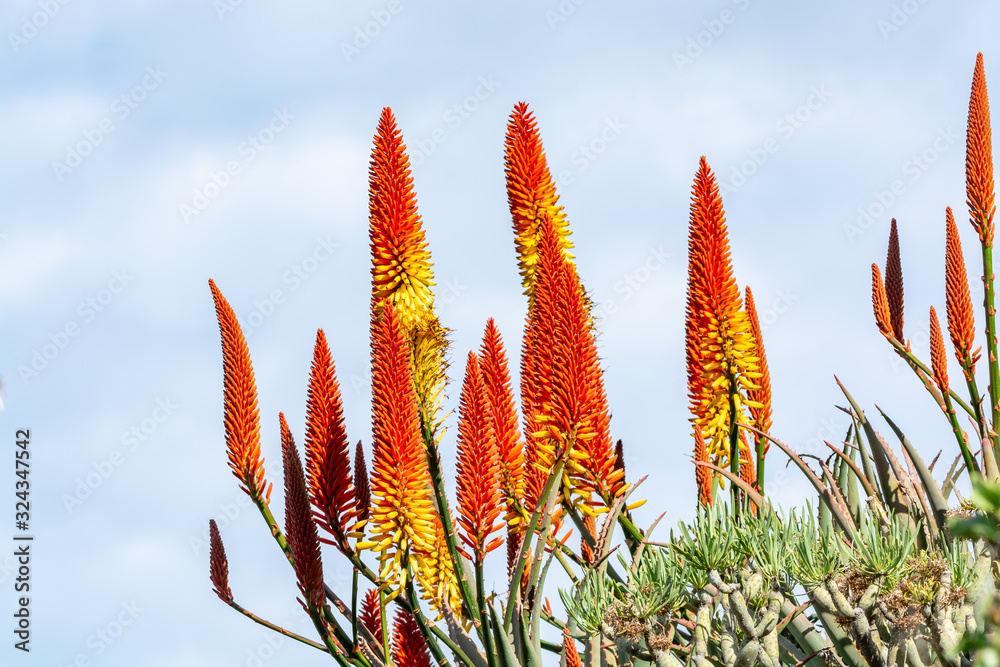 Colorful blossom of aloe vera plant on tropical island La Palma, Canary, Spain