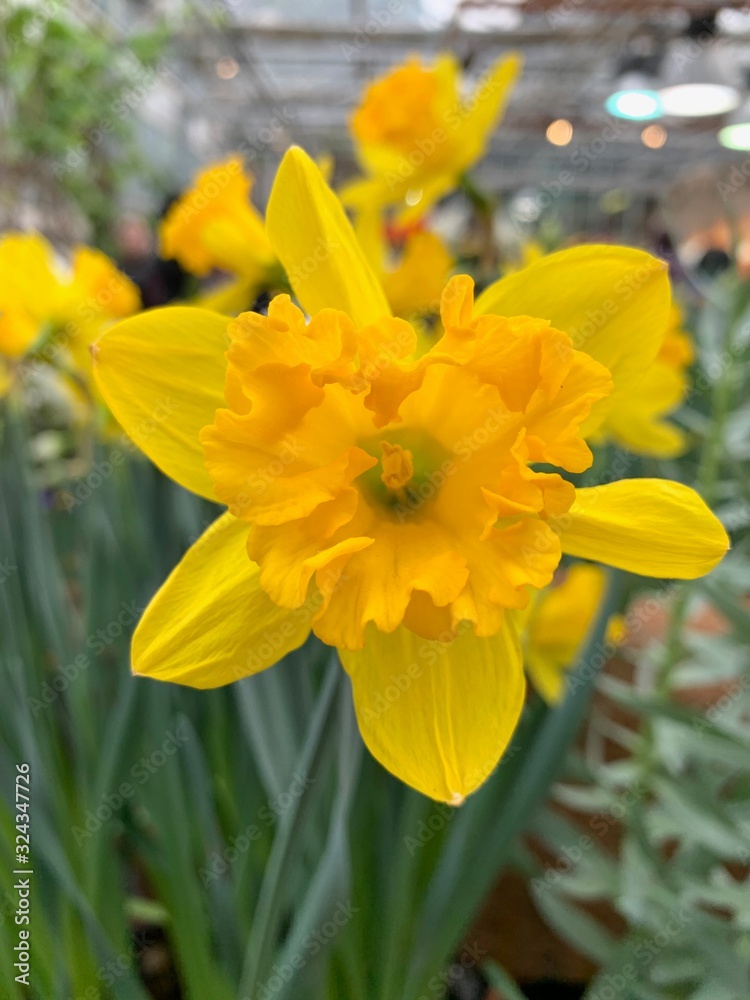 A lone yellow daffodil, on a blurry background A lone yellow daffodil, on a blurry background
