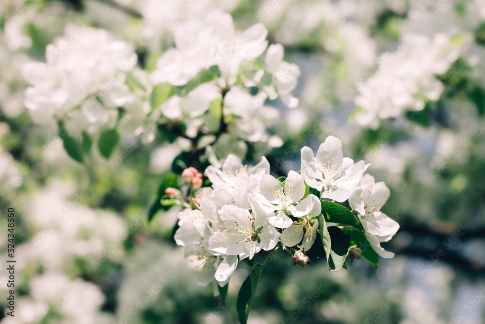 Blooming white apple tree branches in spring Blooming white apple tree branches in spring