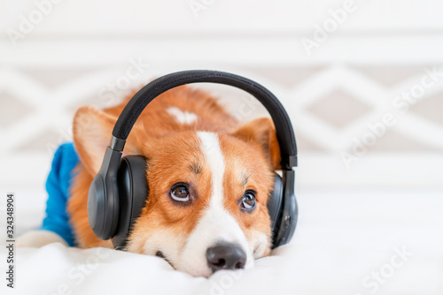 Photography Cute corgi dog in stylish blue bomber jacket sitting and wireless headphones