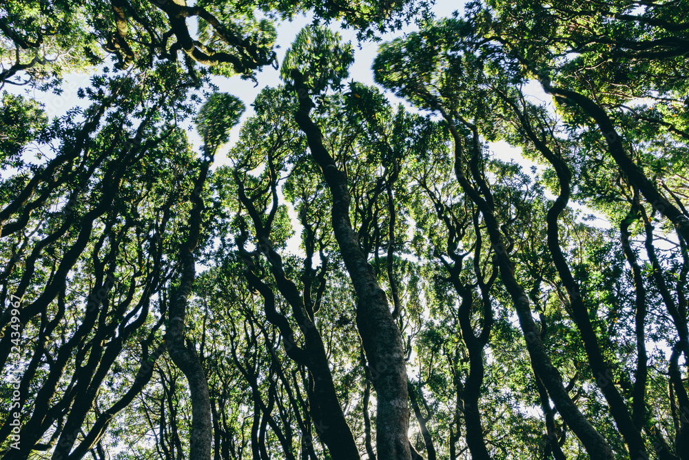 Low angle view of grove of coast live oaks, pines and madrone
