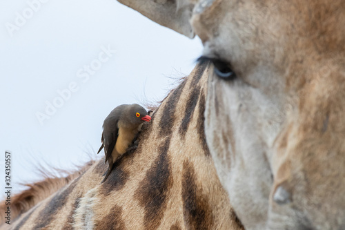 A red-billed oxpecker, Buphagus erythrorhynchus, sits on the neck of a giraffe, Giraffa camelopardalis giraffa
,Londolozi Game Reserve photo