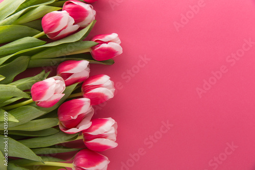 Pink tulips on the pink background. Copy space. © galinat35