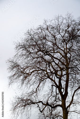 view of the top of a leafless tree which is characteristic of the winter period with all the branches exposed © Zwitterion