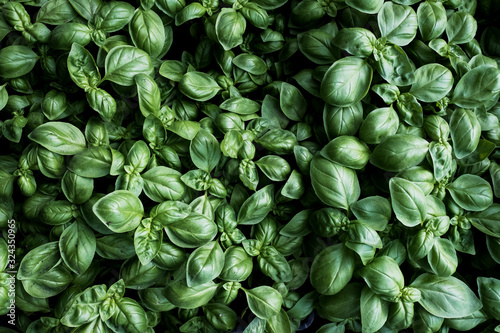 Close up of basil leaves photo