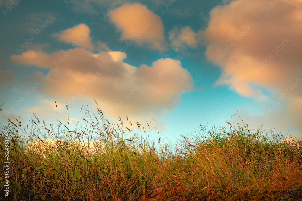Fototapeta premium sunset over green field