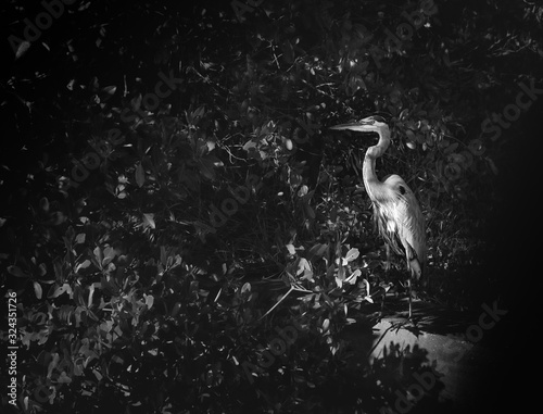 Foto heron in water