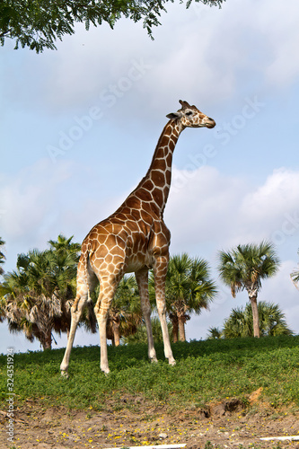 Canvas Print giraffe in a wild life preserve