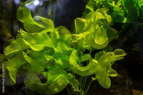 aquarium plant aponogeton close up photo