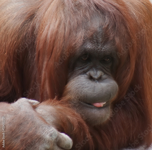 a female orangutan making funny face