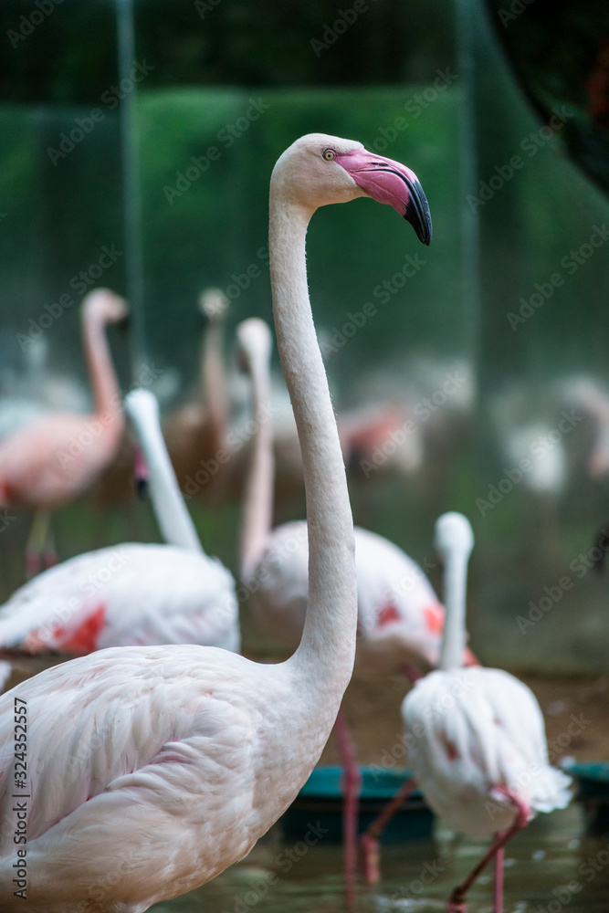 Fototapeta premium Greater flamingo, Phoenicopterus roseus, Bird Park, Foz do Iguacu, Brazil