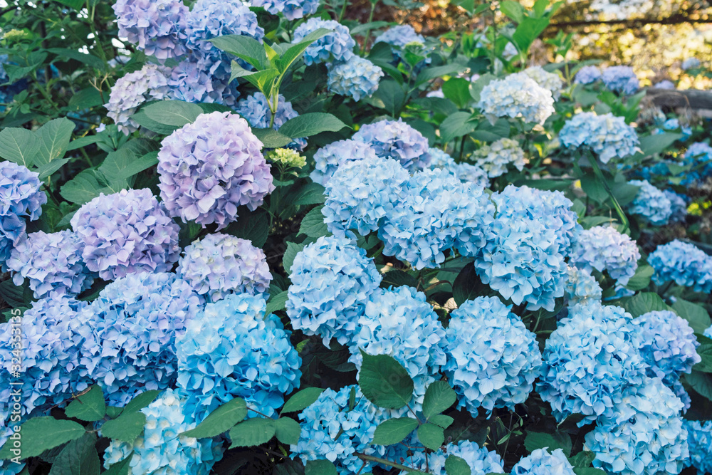 Beautiful pastel blue hydrangea flowers blooming in the garden. Beautiful pastel blue hydrangea flowers blooming in the garden.